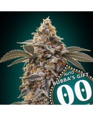 Auto Bubba’s Gift Auto · Aroma Intenso y Perfil Exótico