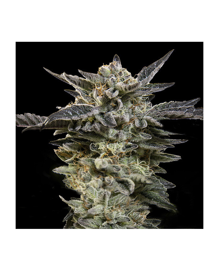 Auto Oreoz Auto · 00 Seeds Bank · Aroma Cremoso y Perfil Goloso