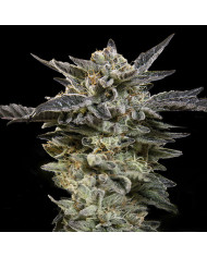 Auto Oreoz Auto · 00 Seeds Bank · Aroma Cremoso y Perfil Goloso