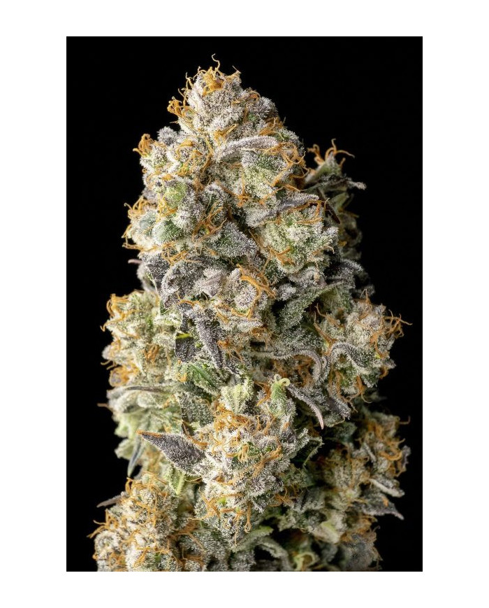 Acai Mintz · Advanced Seeds · Aroma Afrutado y Toque Mentolado