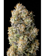 Acai Mintz · Advanced Seeds · Aroma Afrutado y Toque Mentolado