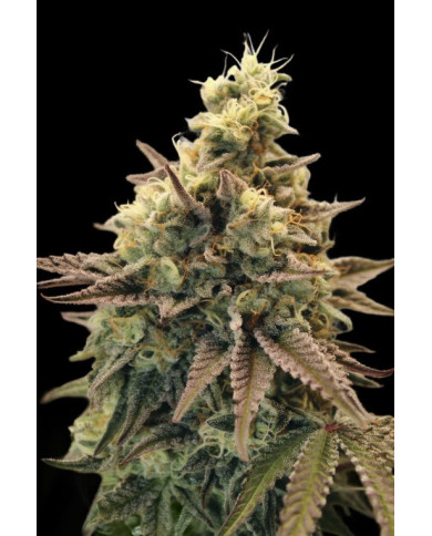 Auto Animal Zookies · Advanced Seeds · Aroma Dulce y Terroso