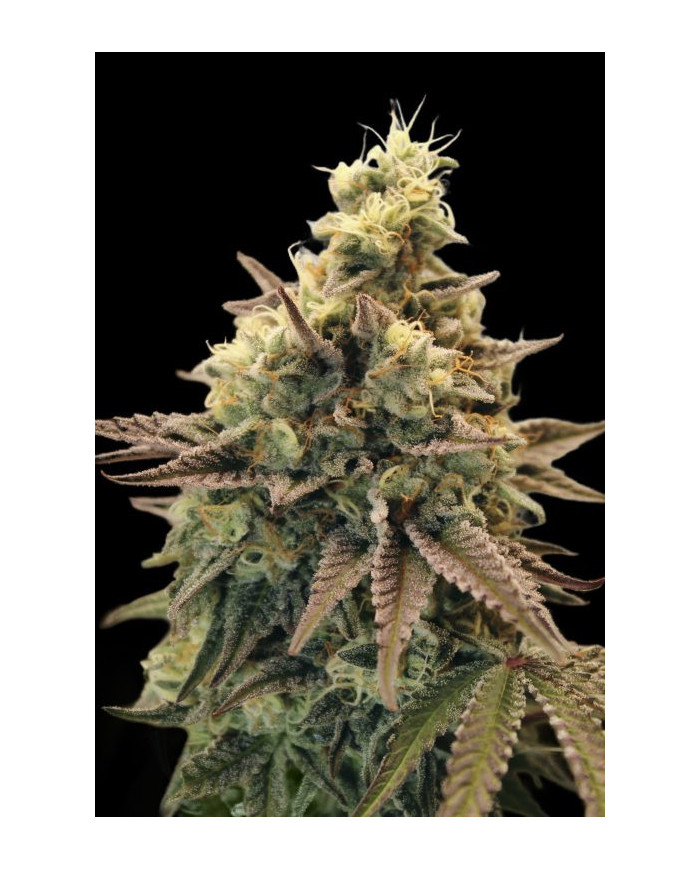 Auto Animal Zookies · Advanced Seeds · Aroma Dulce y Terroso