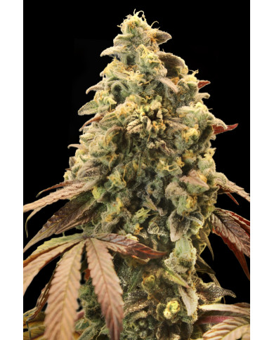 Auto Rainbow Sherbet #11 · Advanced Seeds · Aroma Afrutado y Dulce