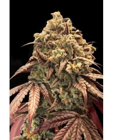 Auto Zerealz Milk · Advanced Seeds · Aroma Dulce y Cremoso