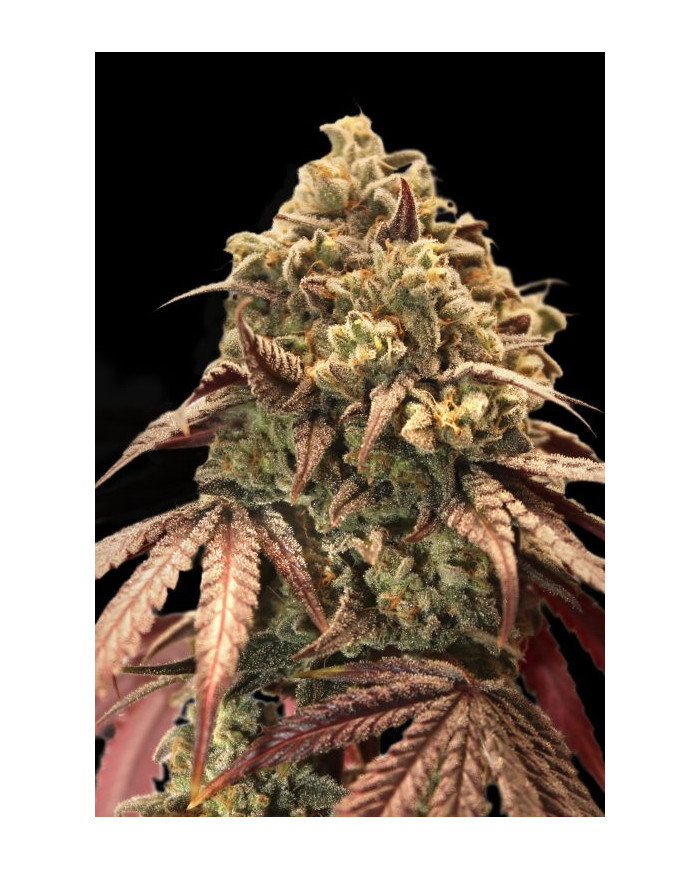 Auto Zerealz Milk · Advanced Seeds · Aroma Dulce y Cremoso