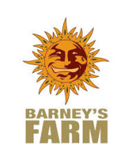 Gelato · Barney’s Farm · Aroma Dulce y Cremoso