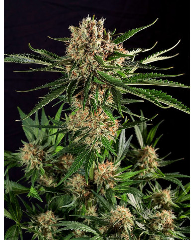 Txerri Bilbo Haze · Genetik · Aroma Cítrico y Herbal.