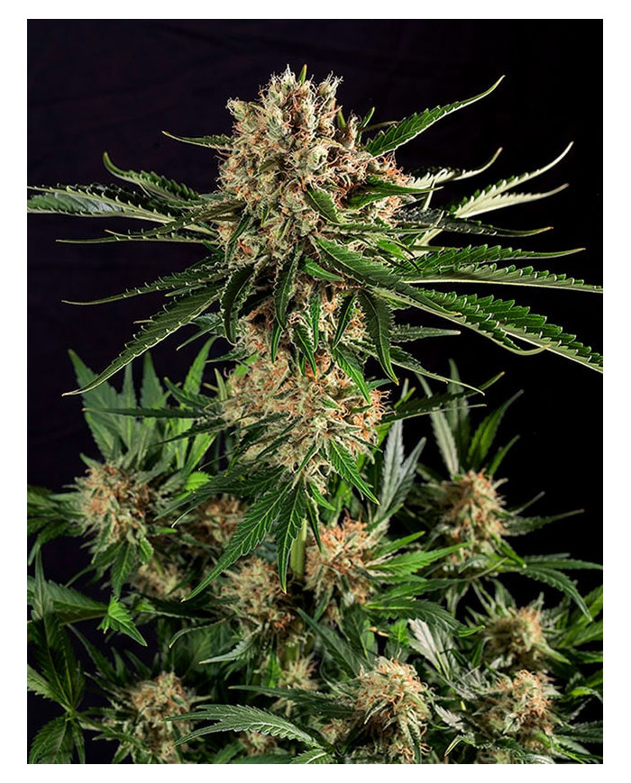 Txerri Bilbo Haze · Genetik · Aroma Cítrico y Herbal.