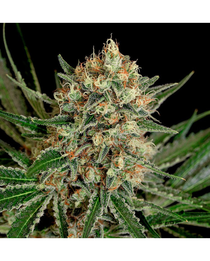 Txerri Bilbo Haze · Genetik · Aroma Cítrico y Herbal.