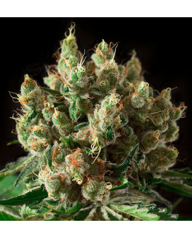 Txerri Bilbo Haze · Genetik · Aroma Cítrico y Herbal.