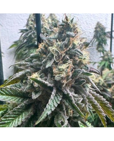 Strawberry Banana Auto · Genehtik · Aroma Dulce y Afrutado