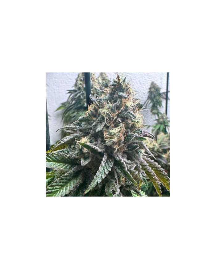 Strawberry Banana Auto · Genehtik · Aroma Dulce y Afrutado