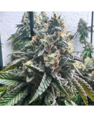 Strawberry Banana Auto · Genehtik · Aroma Dulce y Afrutado