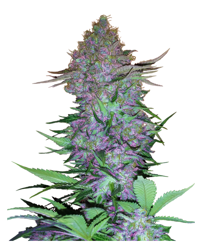 Purple Skunk Auto · Sensi Seeds · Aroma Dulce y Terroso
