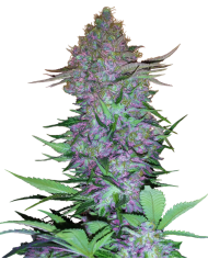 Purple Skunk Auto · Sensi Seeds · Aroma Dulce y Terroso
