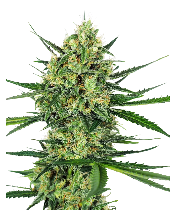Tangerine Sugar · Sensi Seeds · Aroma Cítrico y Dulce