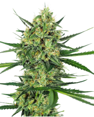 Tangerine Sugar · Sensi Seeds · Aroma Cítrico y Dulce