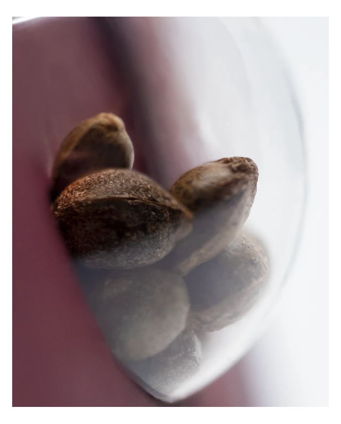 Tangerine Sugar · Sensi Seeds · Aroma Cítrico y Dulce