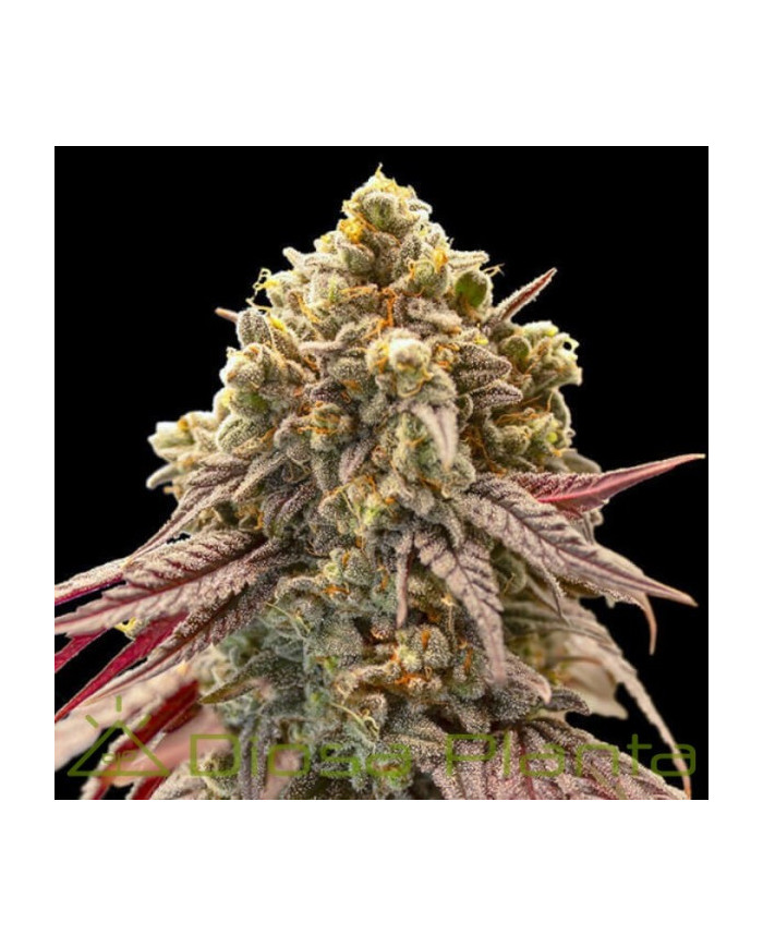 Semillas Auto Gelato Mint 00 Seeds