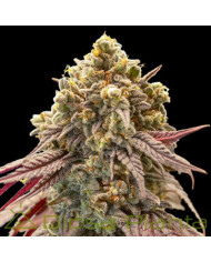 Semillas Auto Gelato Mint 00 Seeds