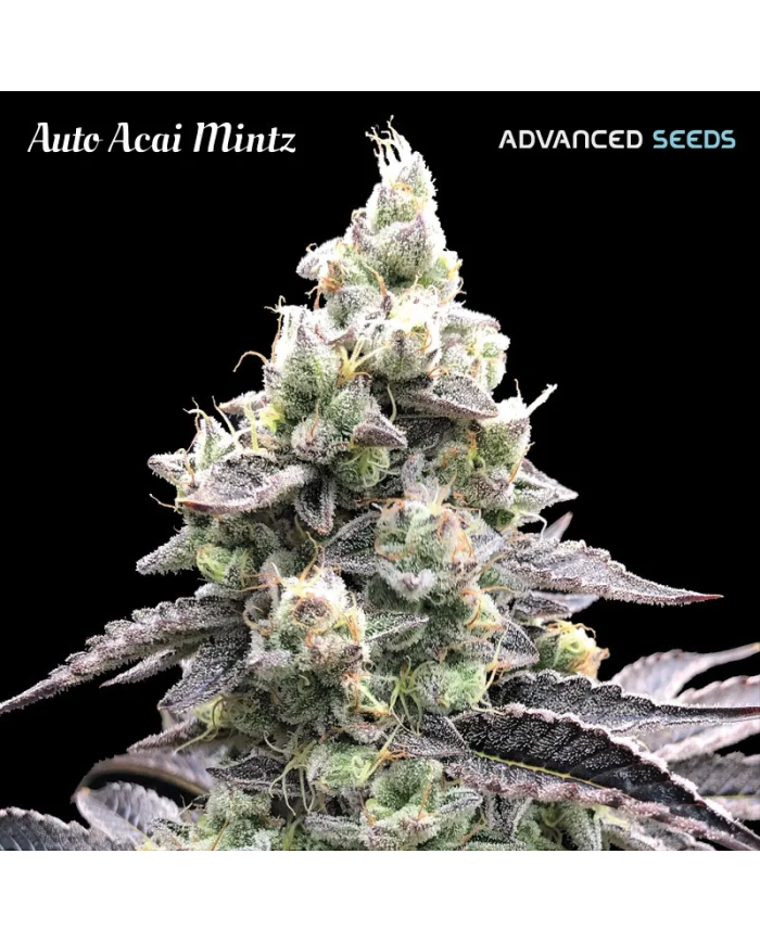 Semillas Auto Açaí Mintz Advanced Seeds | Sabor Exótico y Alto Rendimiento