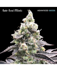 Semillas Auto Açaí Mintz Advanced Seeds | Sabor Exótico y Alto Rendimiento
