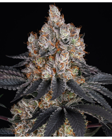 Gelato · Barney’s Farm · Aroma Dulce y Cremoso