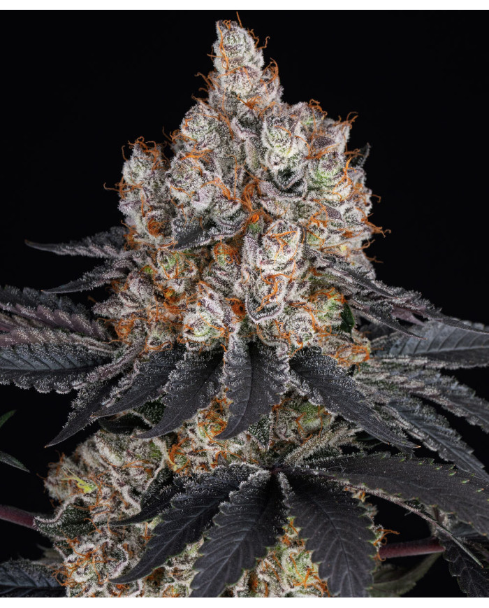 Gelato · Barney’s Farm · Aroma Dulce y Cremoso