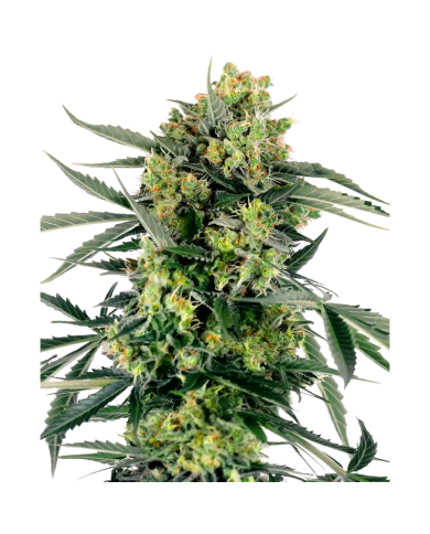 Semillas Blueberry Skittlez Sensi Seeds | Sabor Frutal y Colores Morados