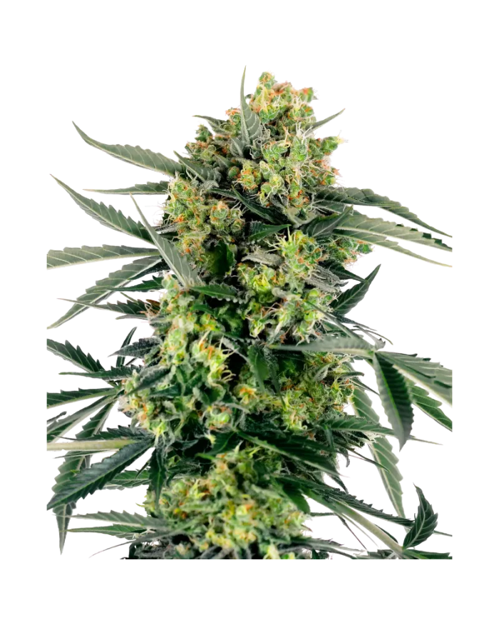 Semillas Blueberry Skittlez Sensi Seeds | Sabor Frutal y Colores Morados