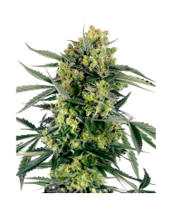 Semillas Blueberry Skittlez Sensi Seeds | Sabor Frutal y Colores Morados