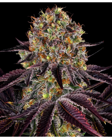 Semillas Runtz x Layer Cake Barney's Farm | 28% THC