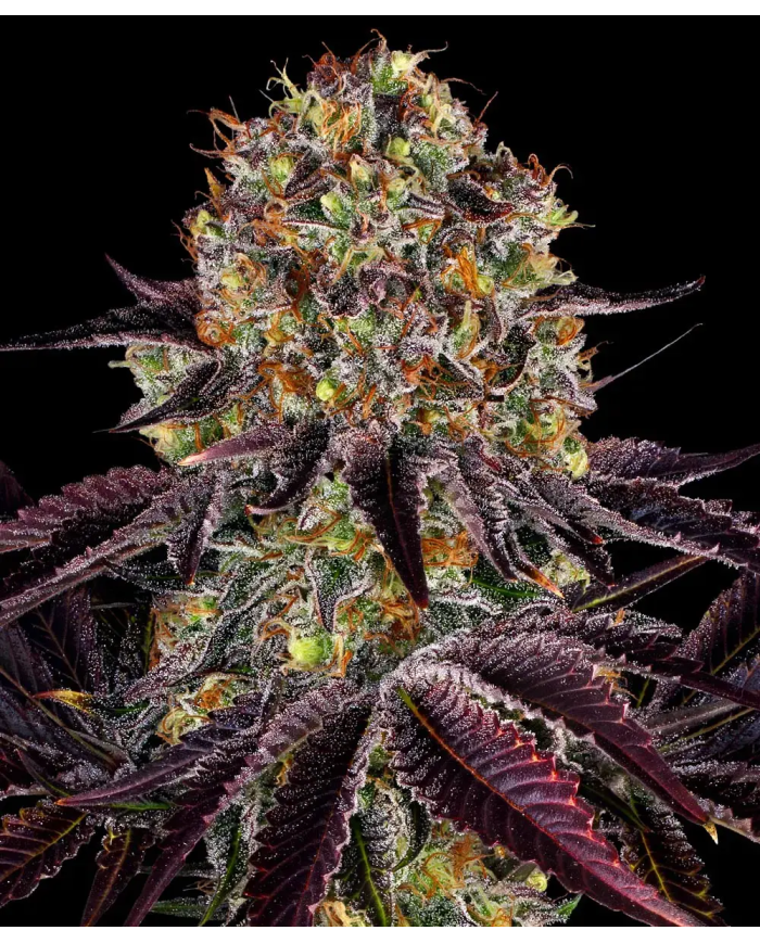Semillas Runtz x Layer Cake Barney's Farm | 28% THC