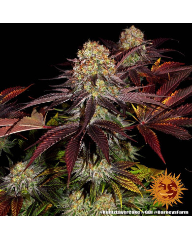 Semillas Runtz x Layer Cake Barney's Farm | 28% THC