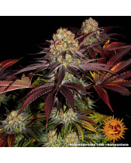 Semillas Runtz x Layer Cake Barney's Farm | 28% THC
