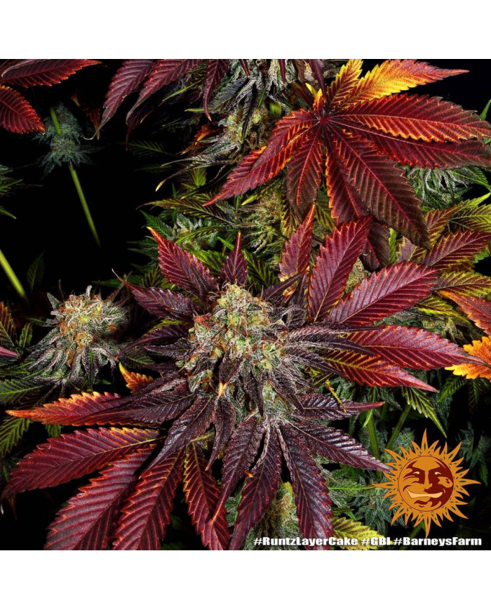 Semillas Runtz x Layer Cake Barney's Farm | 28% THC