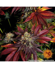 Semillas Runtz x Layer Cake Barney's Farm | 28% THC