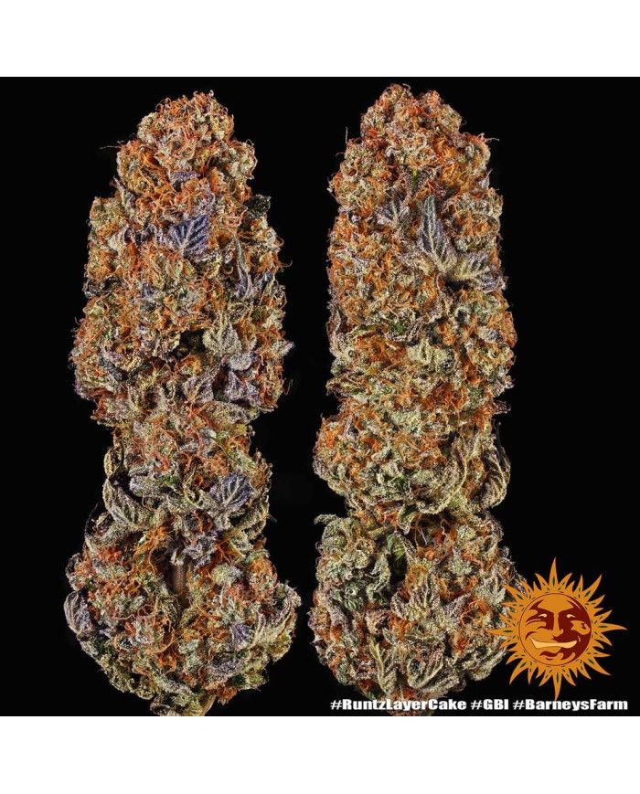 Semillas Runtz x Layer Cake Barney's Farm | 28% THC