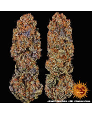 Semillas Runtz x Layer Cake Barney's Farm | 28% THC