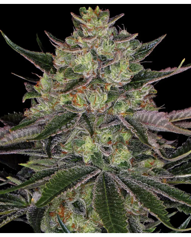 Gorilla Zkittlez de Barneys Farm con el 20%