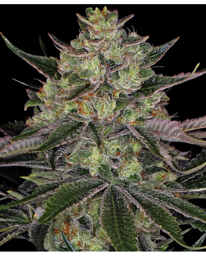 Gorilla Zkittlez de Barneys Farm con el 20%