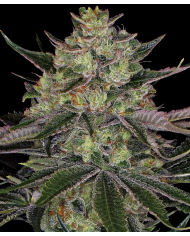 Gorilla Zkittlez de Barneys Farm con el 20%