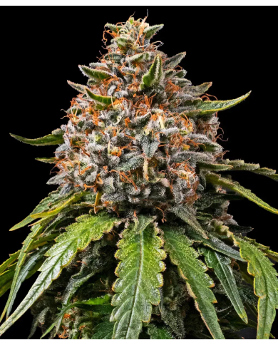Semillas White Widow XXL Barney's Farm | 28% THC