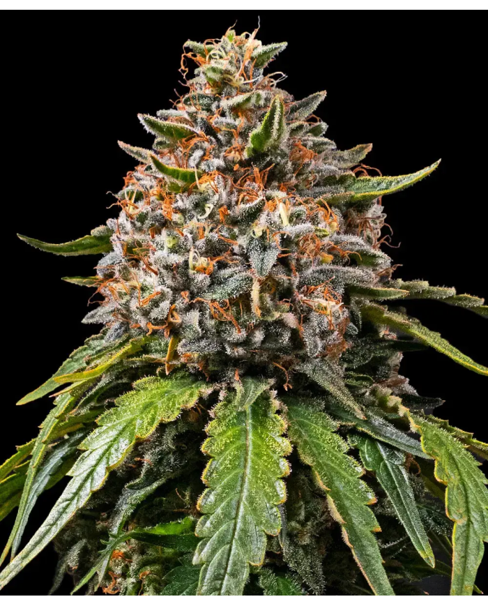 Semillas White Widow XXL Barney's Farm | 28% THC