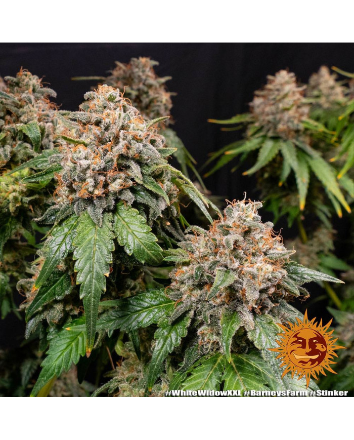 Semillas White Widow XXL Barney's Farm | 28% THC