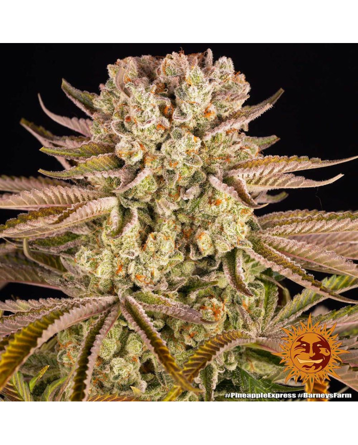 Semillas Pineapple Express Barney's Farm | 28% THC Sativa