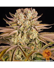 Semillas Pineapple Express Barney's Farm | 28% THC Sativa