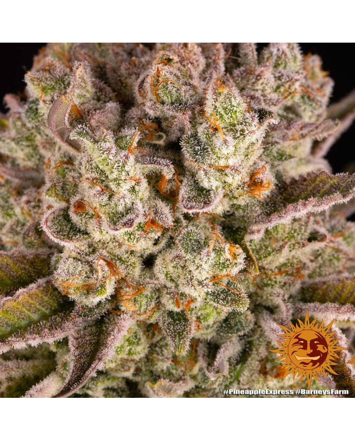 Semillas Pineapple Express Barney's Farm | 28% THC Sativa