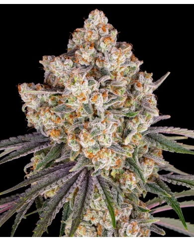 Semillas Ice Cream Cake Barney's Farm | 27% THC Índica